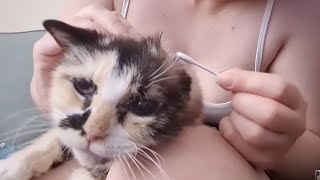 Cat politely tolerates having hear ears cleaned by Cookie the Calico 22,840 views 1 year ago 1 minute, 27 seconds