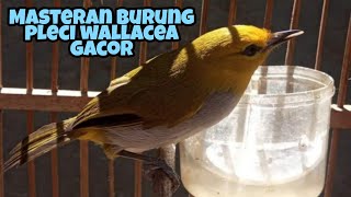 Masteran burung pleci wallacea gacor suara jernih // cocok buat plece macet bunyi