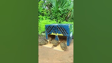 Creative DIY Trap Technique - quick bird trap #shorts