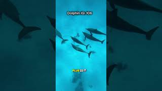 Smarter Than An Octopus? 🐬#dolphin#animals#animalfacts#wildlife#nature#AnimalIQ#shorts