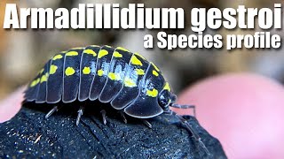 Armadillidium gestroi: a species profile on a most incredible and beautiful ISOPOD