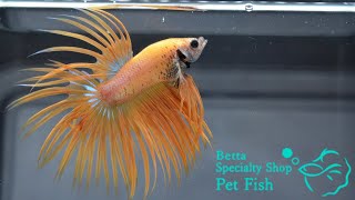 ベタ 熱帯魚 生体 クラウンテール イエロー オス1397