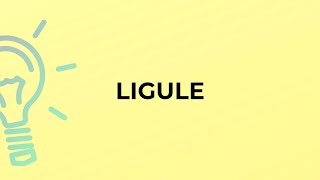 What is the meaning of the word LIGULE
