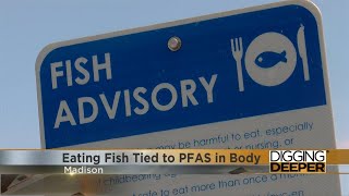 Detalles Eating fish tied to PFAS in body Guía