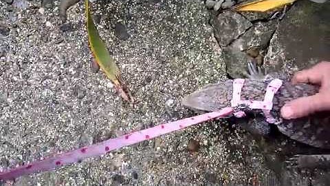 Shannan monitor 1st walk