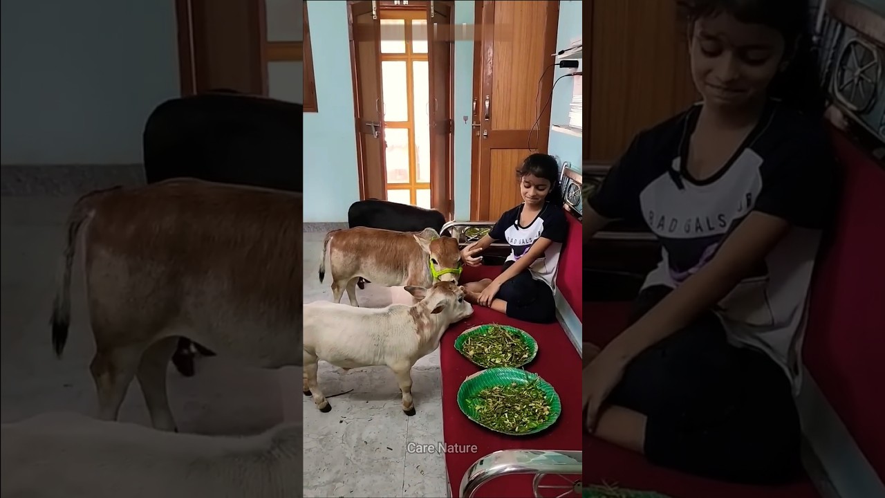 Why is the world's smallest Punganur cow so special?