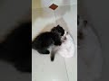 WWE FIGHT BILLU #viralvideo #cat #funny #viral #comedy #vitalshorts #pets #funniestvideo