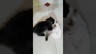 WWE FIGHT BILLU #viralvideo #cat #funny #viral #comedy #vitalshorts #pets #funniestvideo