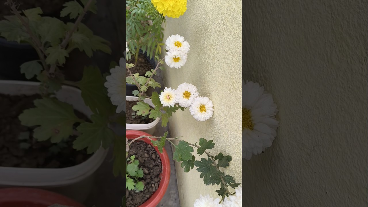 gardenig flowers plants 🪴✨💚 nature plant lover's 