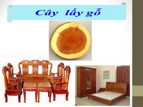 [Mỹ thuật 4] Bài 27: Vẽ theo mẫu: Vẽ cây - Tuần 27