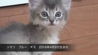 ソマリ ブルー オス 16年4月9日生まれ Youtube