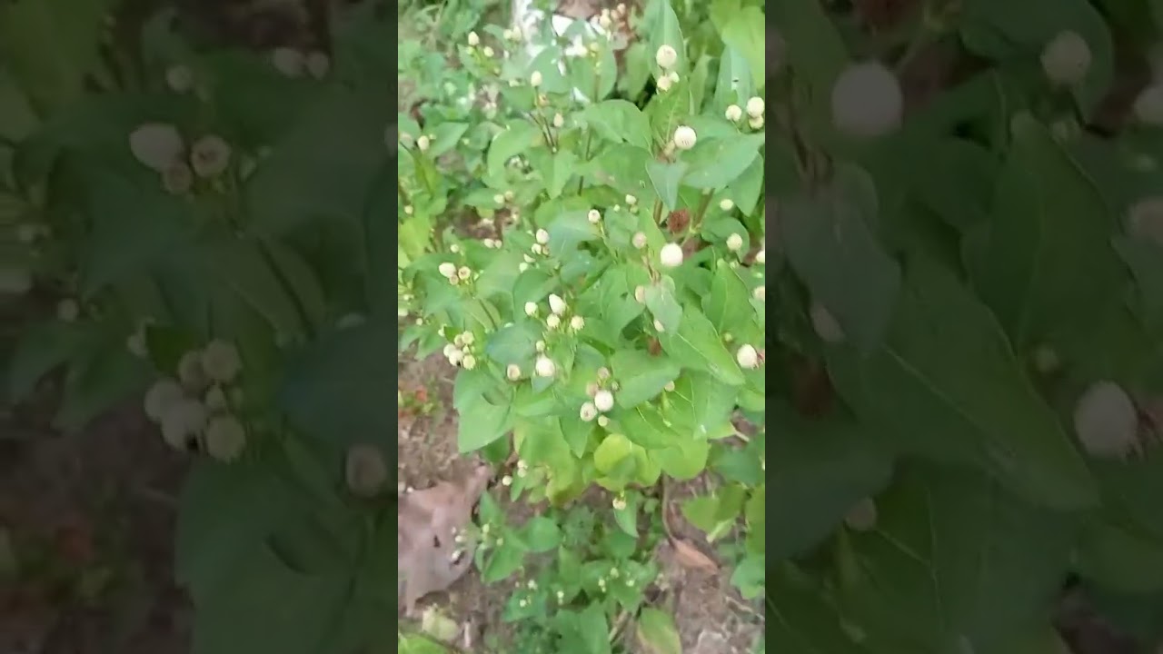 Beautiful View Of Manathakkali (Mulakuthakkali/ Solanum Nigrum). 