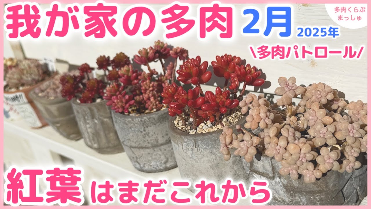 【多肉植物】紅葉はイマイチだけど💦可愛くなってる子もいます❣️2025年2月【多肉パトロール】