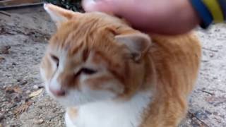野良猫のゴロゴロ音が凄い