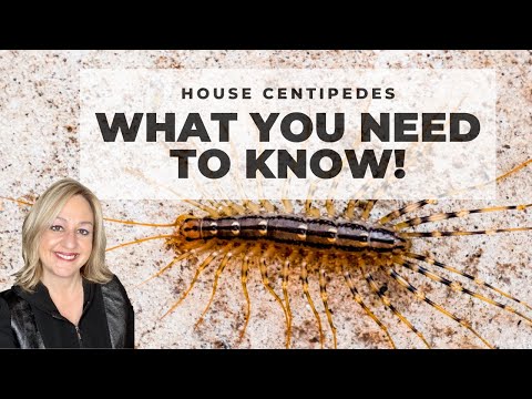 Video: Centipedes in the house: causes and ways to fight
