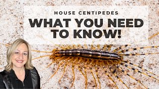 House Centipedes - What you need to know!