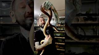 Famous Another Snake Bite!  #reptiles #reptileroom #paulstingray #python Net Worth