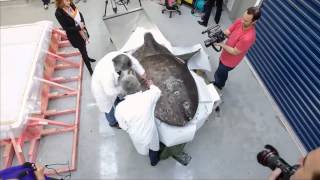 Sunfish science in action