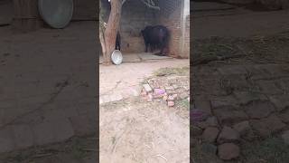 #calf #baffalo #murrah #baffalo #cow #farming