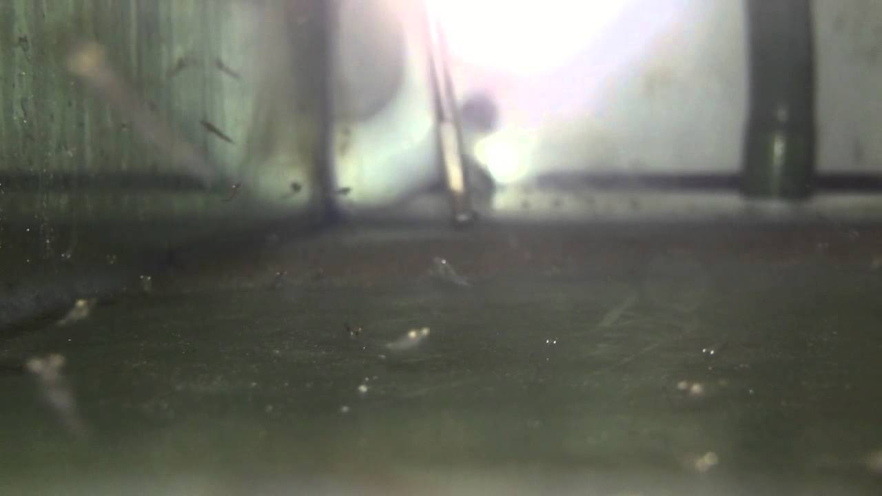 Americamysis bahia (formerly Mysidopsis bahia)