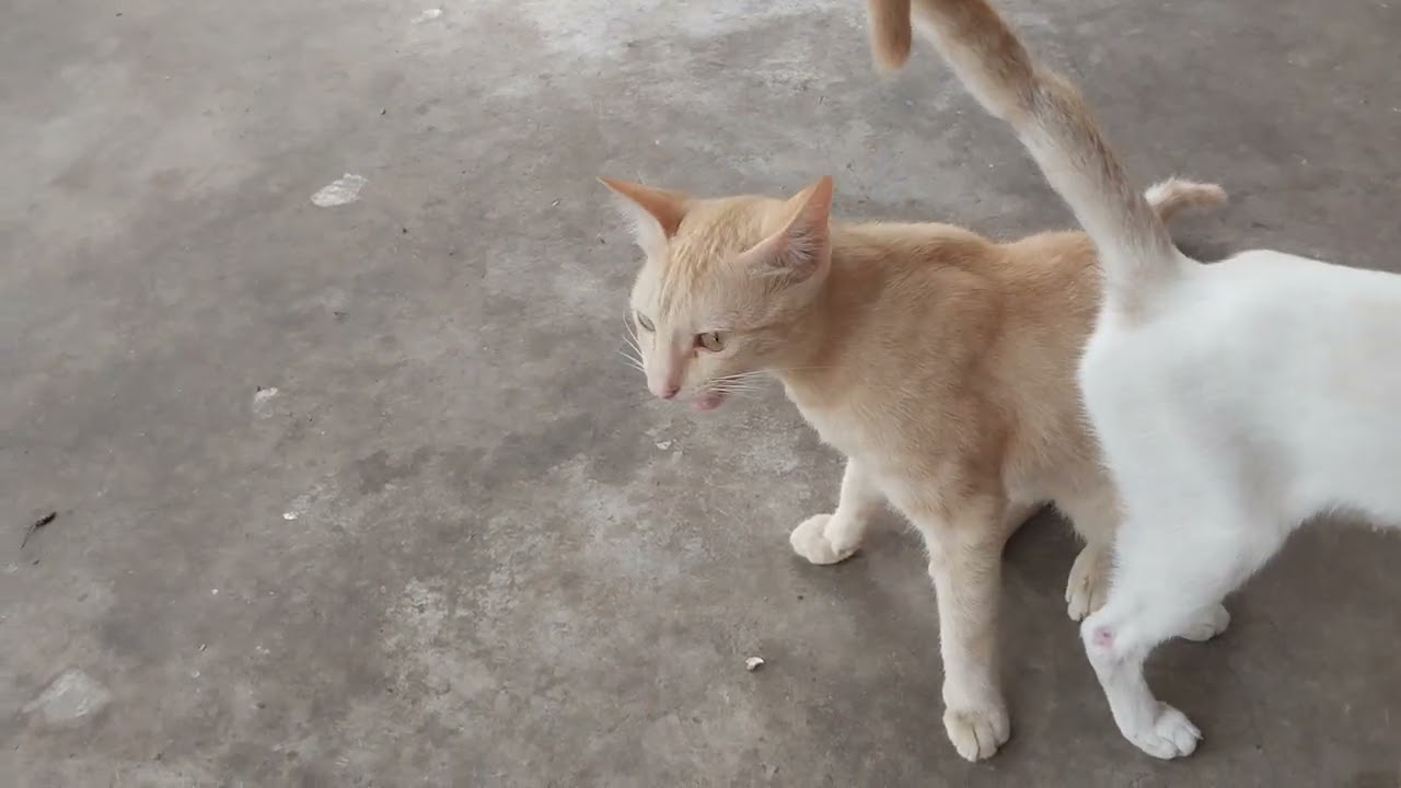 വേവിക്കാൻ ഉള്ള സമയം തന്നില്ല guys കുരുപ്പുകൾ 😁