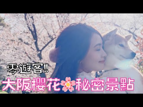 【大阪櫻花🌸】公開❗️完全沒有遊客！秘密花見景點㊙️和柴犬散步 ￼2024 Osaka Sakura with Shibainu