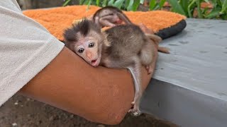 Baby Monkey Freea Rebelled! She Ran Away and Refused to Drink Milk 
