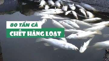 Bàng hoàng 80 tấn cá chết hàng loạt chỉ trong buổi sáng