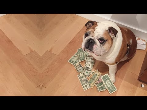 English Bulldogs Are