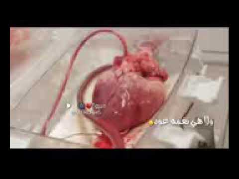 انا عايش قلبي على دقات قلبك حبيبت قلبي E