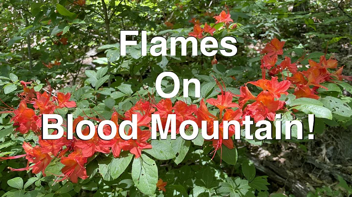 Fiery Flora on the Blood Mountain - Freeman Loop T...