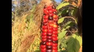 Harvesting Painted Mountain Flour Corn