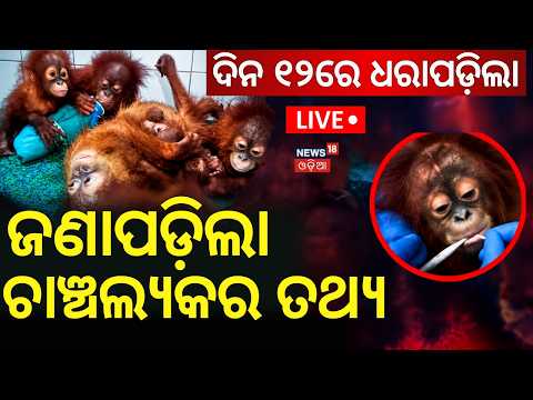 Live : ଖସିଗଲେ ବଣମଣିଷ ମାଷ୍ଟରମାଇଣ୍ଡ | 5 Orangutans Rescued in Balasore: Odisha STF Seizes Hard Disks