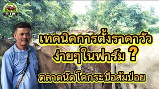 เทคนิคการตั้งราคาวัวง่ายๆในฟาร์ม ? ราคาวัวตลาดนัดโคกระบือส้มป่อยน้อย [ราคาวัวล่าสุดวันนี้]