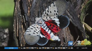8 New Jersey Counties Under Quarantine For Spotted Lanternfly