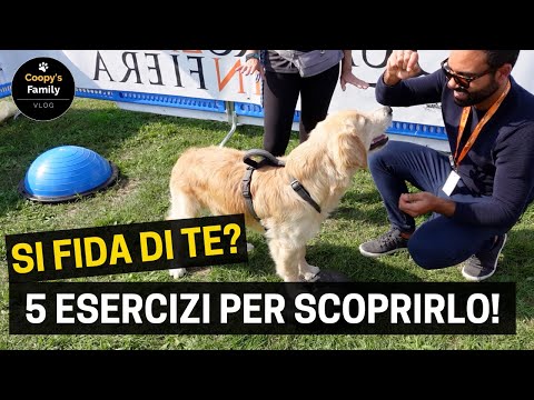 Video: Come usare l'equilibrio per addestrare la pazienza del tuo cane