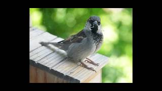 Robin el gorrión....del 11 al 15 de Abril, Robin no para de traer material de construcción del nido