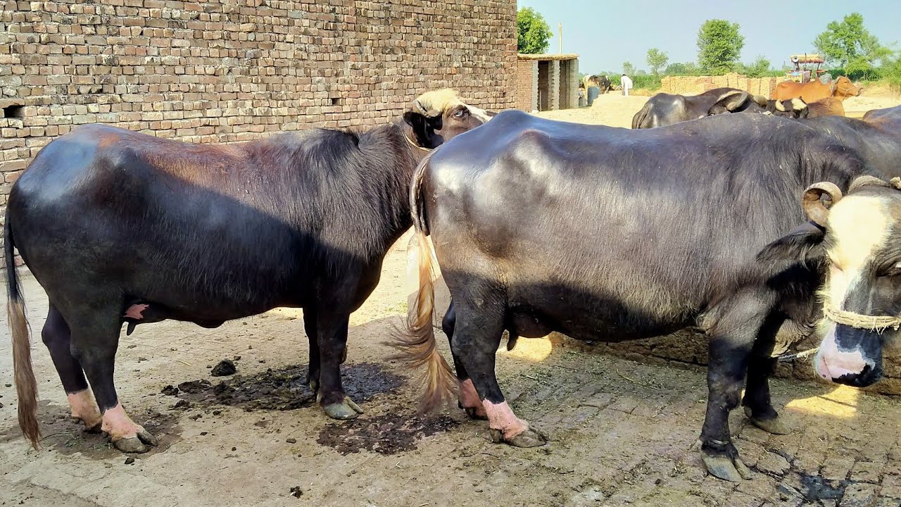 2 beautiful pure neeli Ravi buffalo for sale in Pakistan on YouTube 02 ...