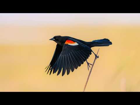 Зникнення птахів, що прискорюється, пов’язане з інтенсифікацією сільського господарства в США