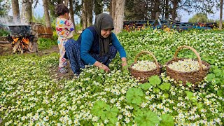 Yükseklerde Köy Hayatı Papatya Hasadı ~ Şifalı Köy Yemekleri Flim Belgeseli