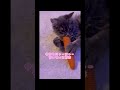 おかえりにゃ！ #サイベリアン #ねこのいる生活 #ねこ動画 #ラガマフィン #子猫 #子猫の成長日記