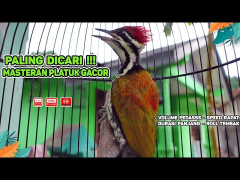 MASTERAN JAWARA  tengkek buto vs pelatuk bawang