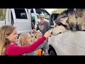 Malamute Stops Traffic Then Jumps Out Of Van