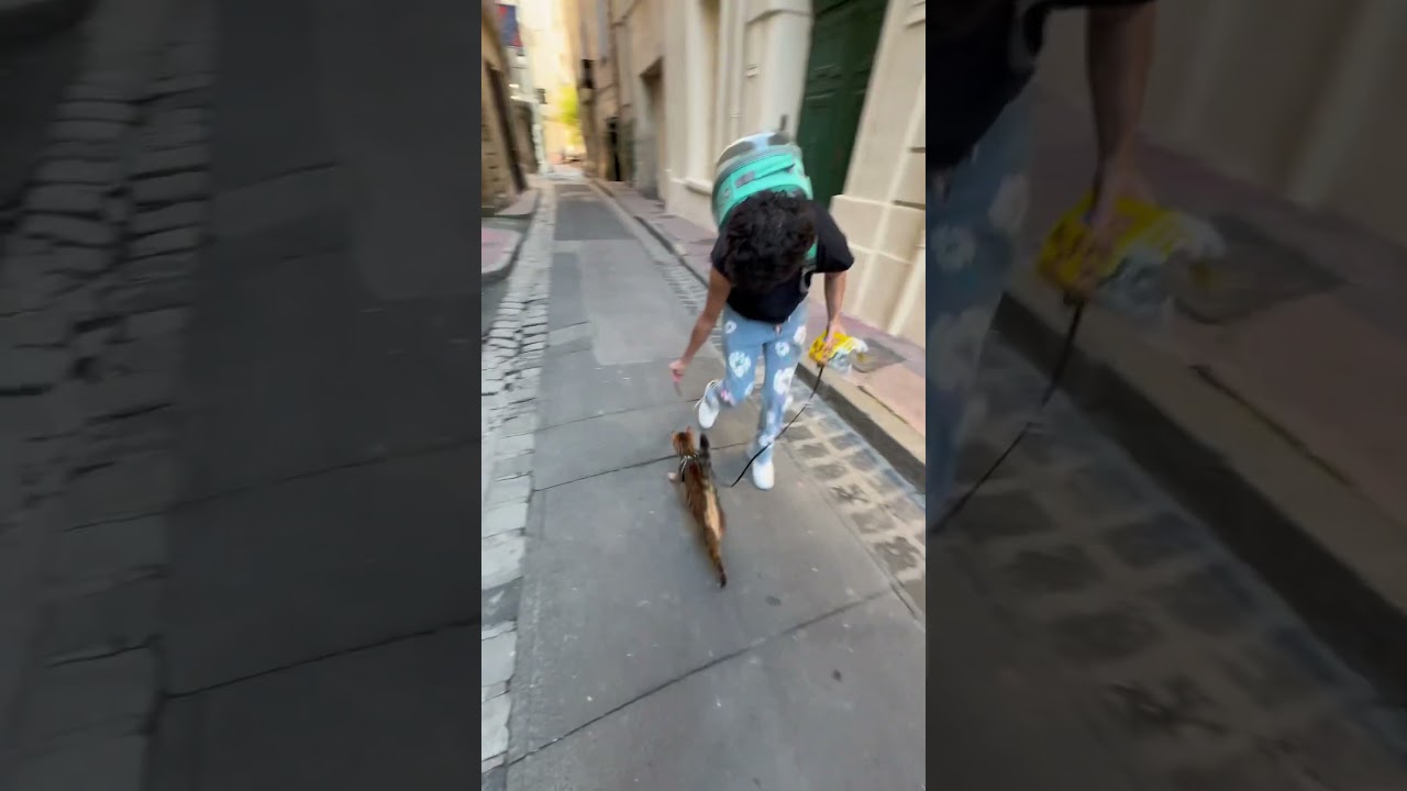 Balade avec voltaire #bengal #cat #youetloulou