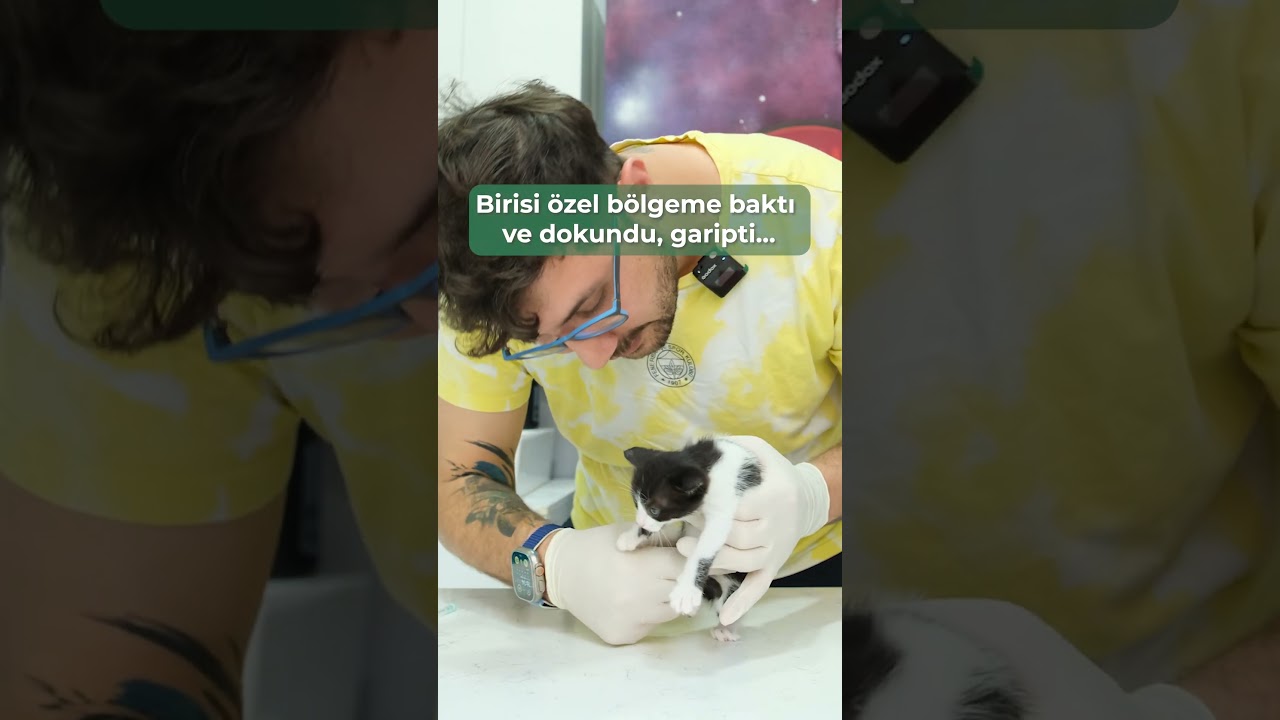 Drama queen kedolar... kedolarımız 🐾🤷🏻‍♂️