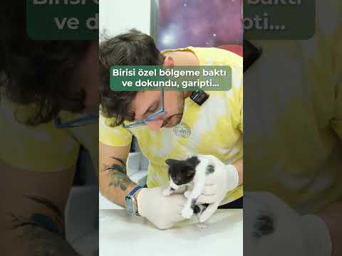 Drama queen kedolar... kedolarımız 🐾🤷🏻♂️