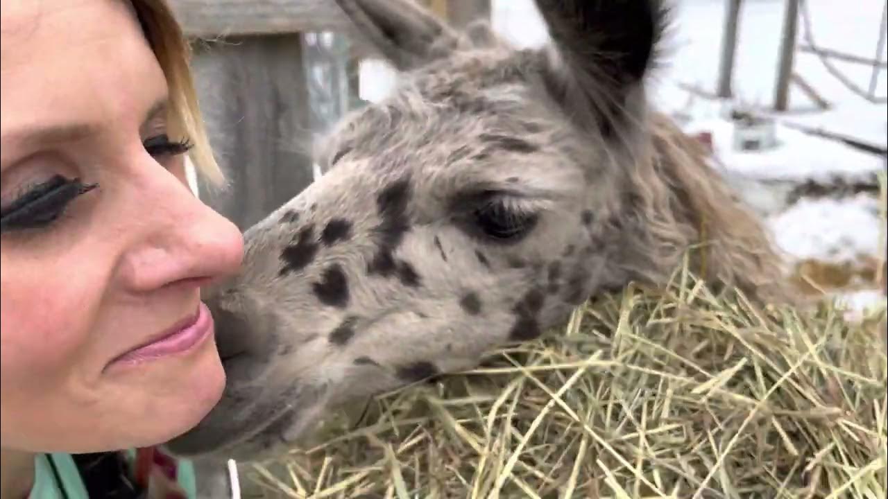 That Poison Ivy Chick Meet Joe Llama Lange (Protection Llama & Herd