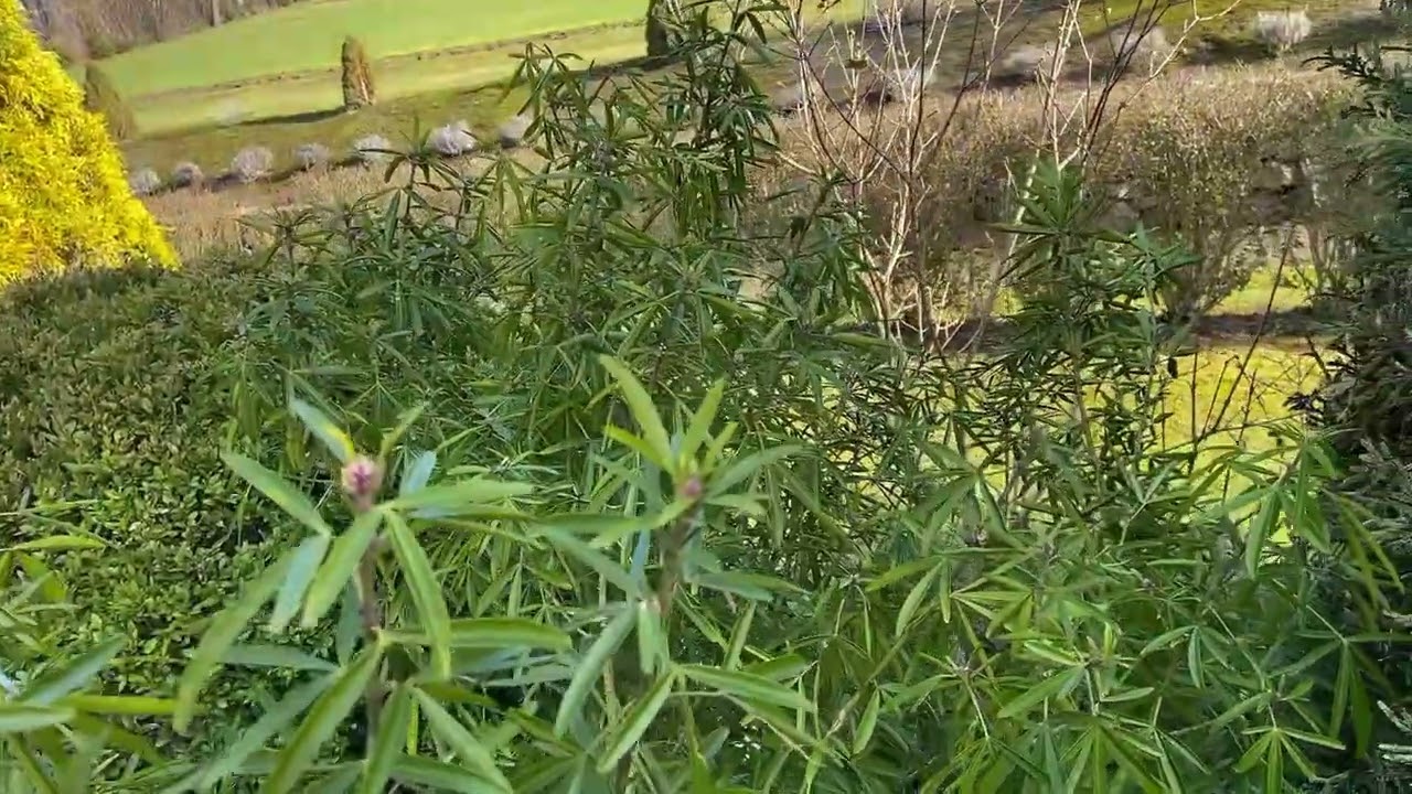 Pachnące liście - Czoisja Meksykańska ,Aztec Pearl’ zimową porą