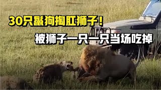 鬣狗的8個瘋狂攻擊時刻30只鬣狗掏肛獅子 憤怒雄獅直接撕碎鬣狗女王 一隻一隻當場吃掉