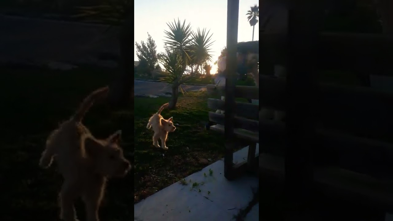 eu e micoin brincano